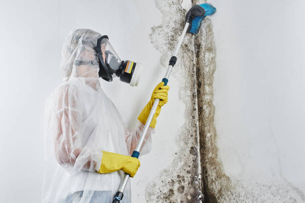 Best Post-Flood Mold Remediation in USA